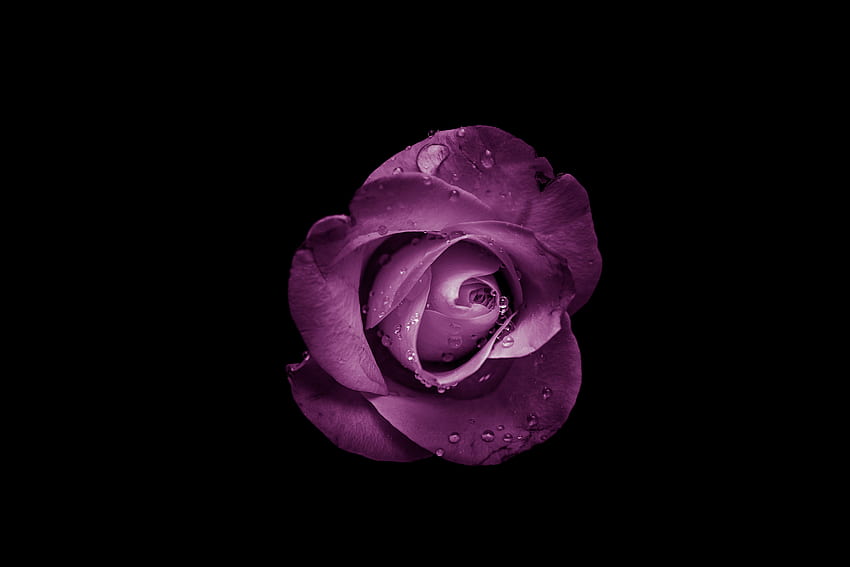 Flowers, Violet, Drops, Flower, Rose Flower, Rose, Bud, Purple HD wallpaper