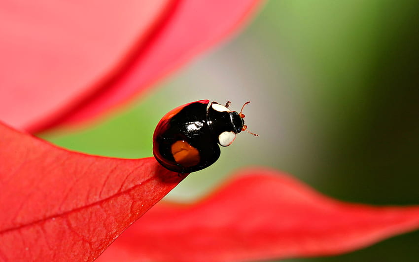 Insect, bug HD wallpaper