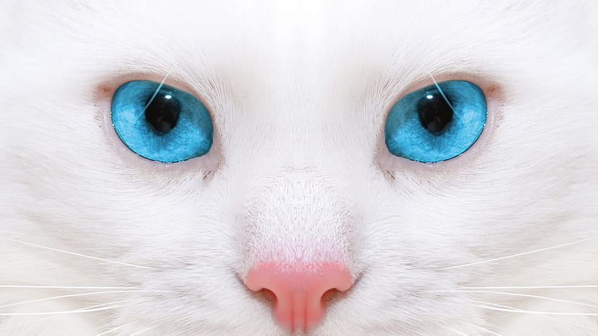 Beautiful, White Cat, Kitten, Close Up U 16:9 Background HD wallpaper