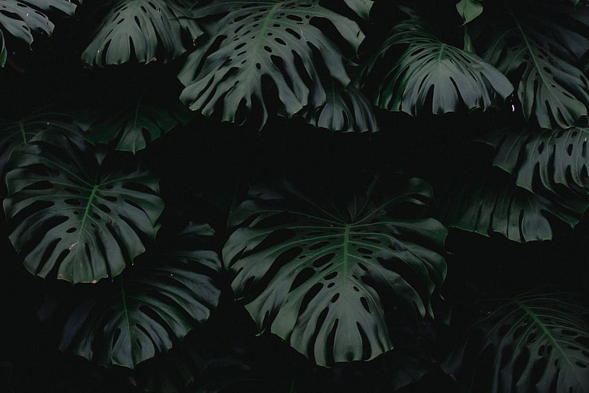 Nature, Plant, Dark, Sheet, Leaf HD wallpaper