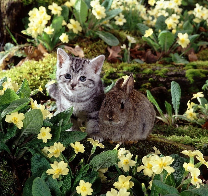 Kitten and bunny among primroses, kitten, bunny, garden, spring, primroses HD wallpaper