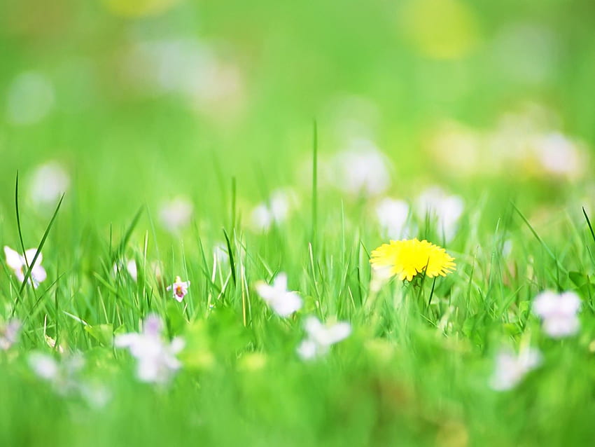 หญ้า: หญ้าสีเหลืองเรียบง่าย ความงาม ดอกไม้ฤดูใบไม้ผลิสีเขียวสวยงาม สีเขียวน่ารัก วอลล์เปเปอร์ HD