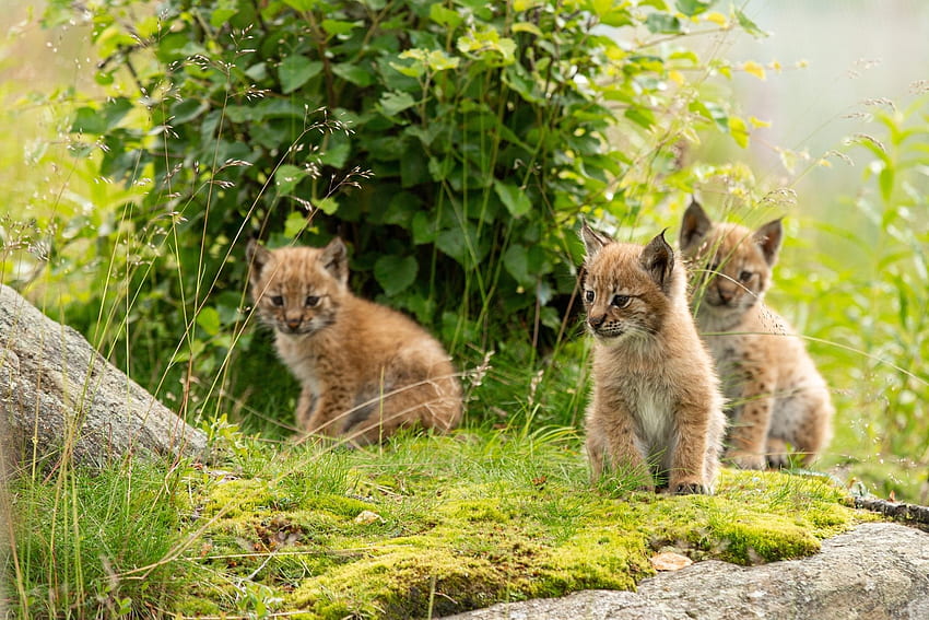 Lynx babies kits, kits, babies, Lynx, Cubs HD wallpaper
