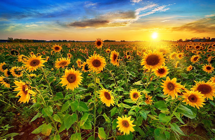 Lapangan matahari terbit, emas, sinar, pagi, indah, matahari terbit, bunga matahari, lapangan, langit, matahari terbenam Wallpaper HD