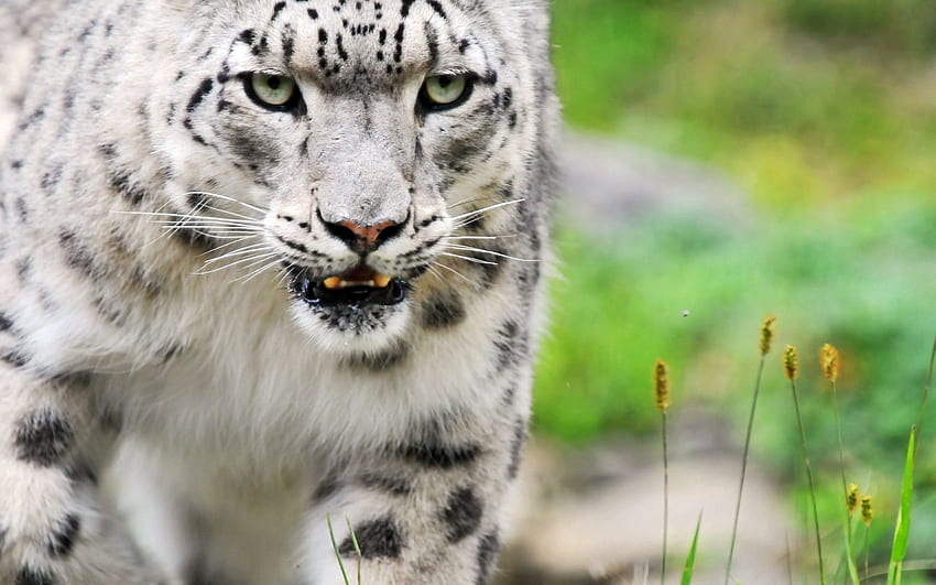 Animali, leopardo delle nevi, occhi, predatore, gattone, colore Sfondo HD
