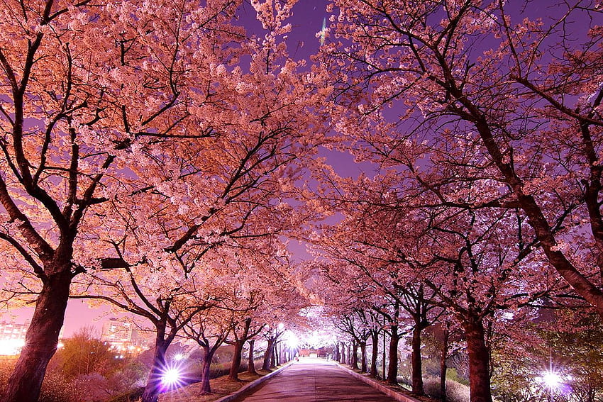 한국에서 가장 아름다운 벚꽃을 볼 수 있는 곳, Korea Nature HD 월페이퍼