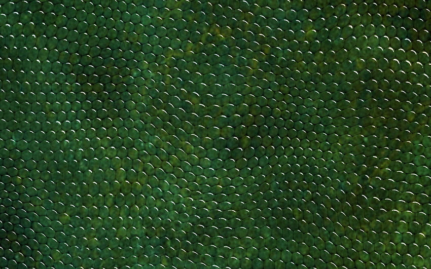 Pelle di serpente verde, primo piano, pelle di rettile, texture della pelle di serpente, serpente verde, macro, fondo in pelle, pelle di serpente per con risoluzione. Alta qualità Sfondo HD