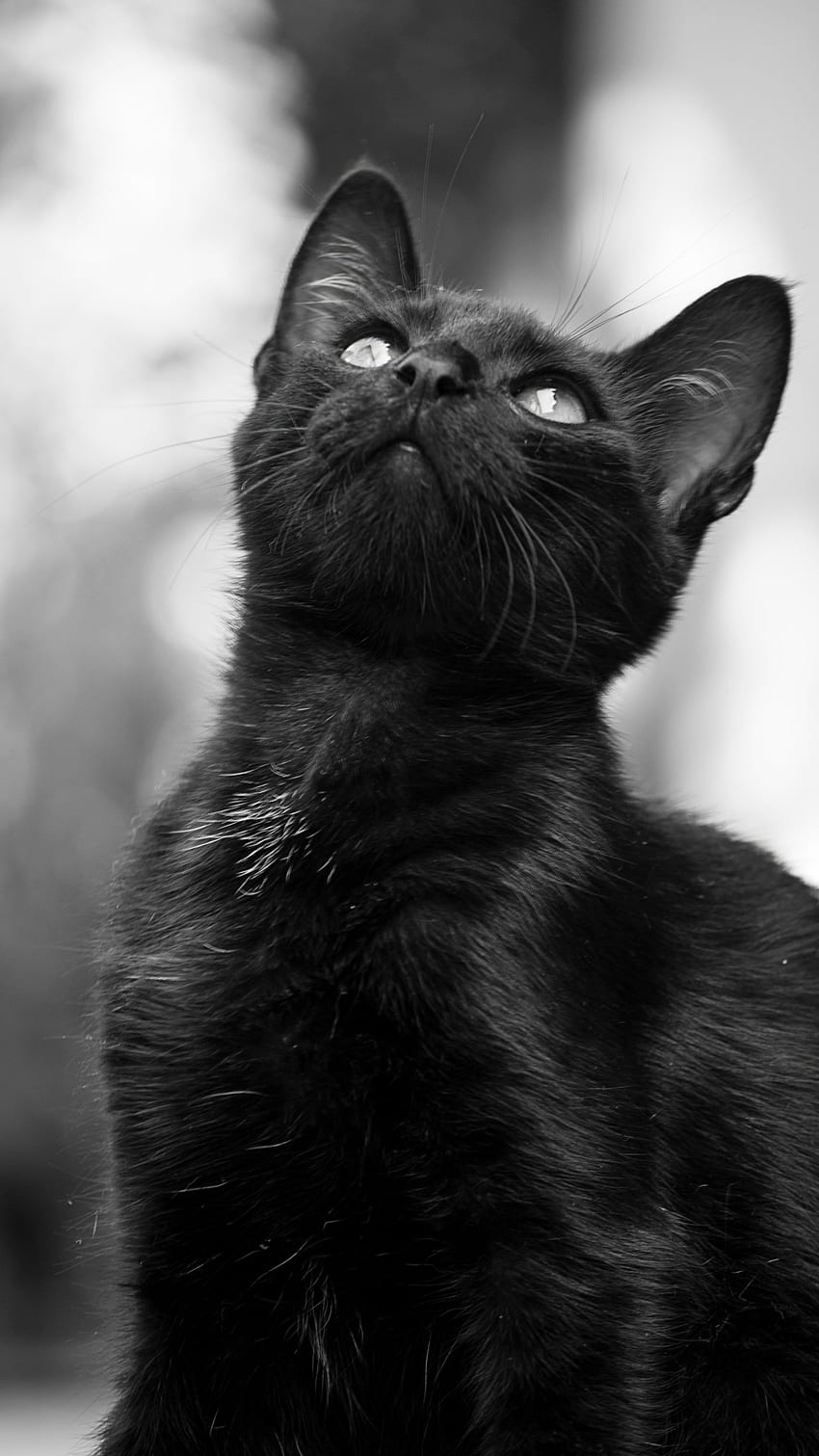 Black Cat, Adorable Black Kitty HD phone wallpaper