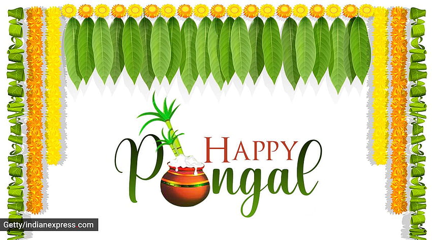 Happy Pongal 2021: auguri, citazioni, stato, messaggi, , saluti Sfondo HD
