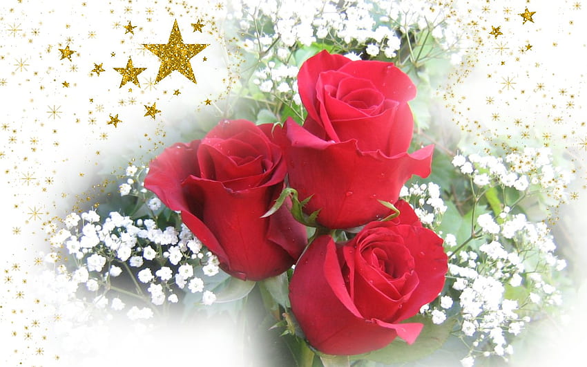 Christmas Roses, rose, roses, christmas, golden stars, beautiful HD wallpaper