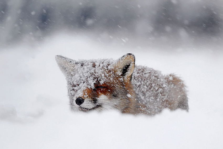 Друго: Графика на снежна лисица Лисица Абстрактна природа Диви животни Сладък HD тапет