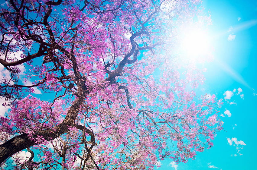 O Hanami, Blossom Festival y para disfrutar de las flores de cerezo, Japan Chromebook Pixel, Nature, y Background Den, Japanese Sakura Anime fondo de pantalla