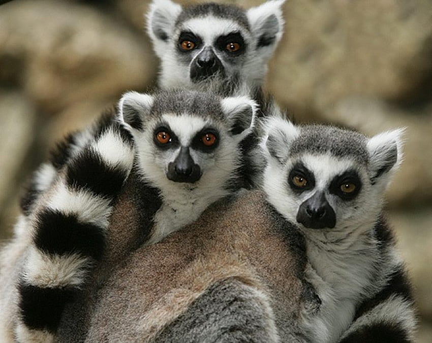Lemurs *- For Cleo48, animal, madagascar, primate, lemur HD wallpaper