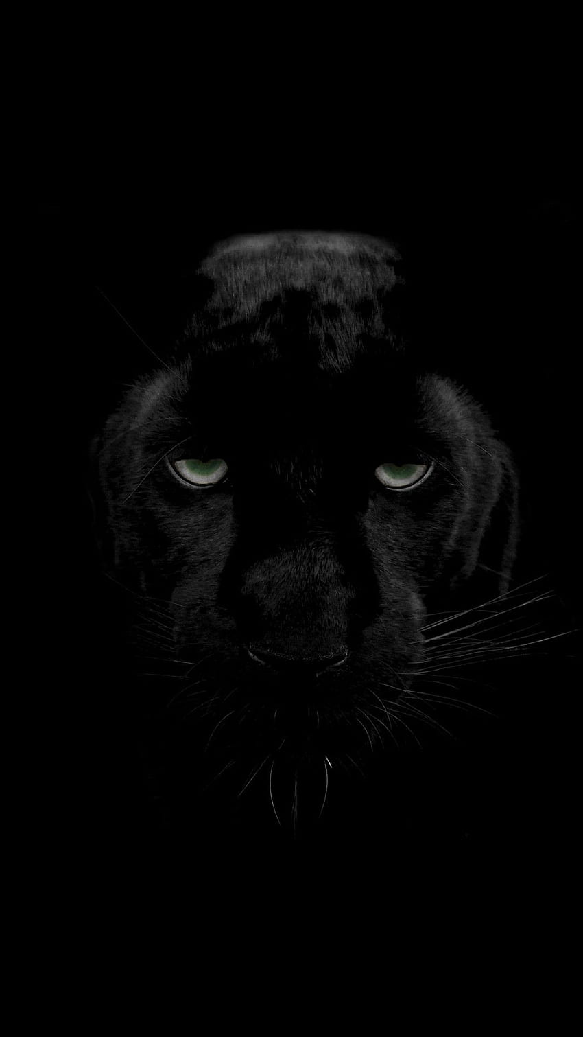 黒豹、黒豹動物 HD電話の壁紙