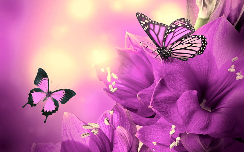 borboleta roxa e preta. Mocah, borboletas pretas e roxas papel de parede HD