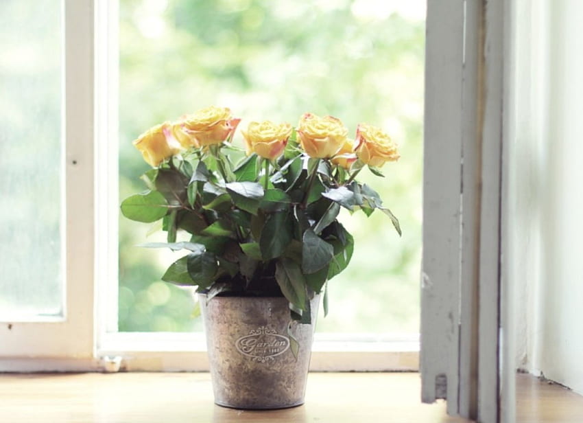 * Sonnige Rosen *, Sonnenschein, Blumenstrauß, Morgen, Fenster, sonniger Tag, gelbe Rosen HD-Hintergrundbild