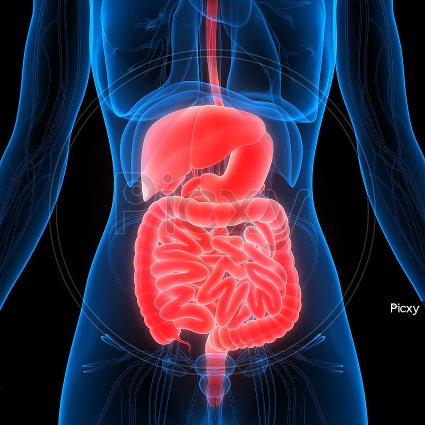 de l'estomac du système digestif humain avec l'anatomie de l'intestin PV588145 Picxy Fond d'écran de téléphone HD