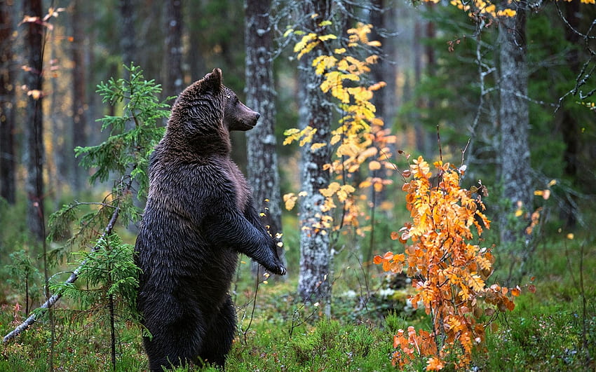 Black bear standing up, trees, leaves, autumn HD wallpaper