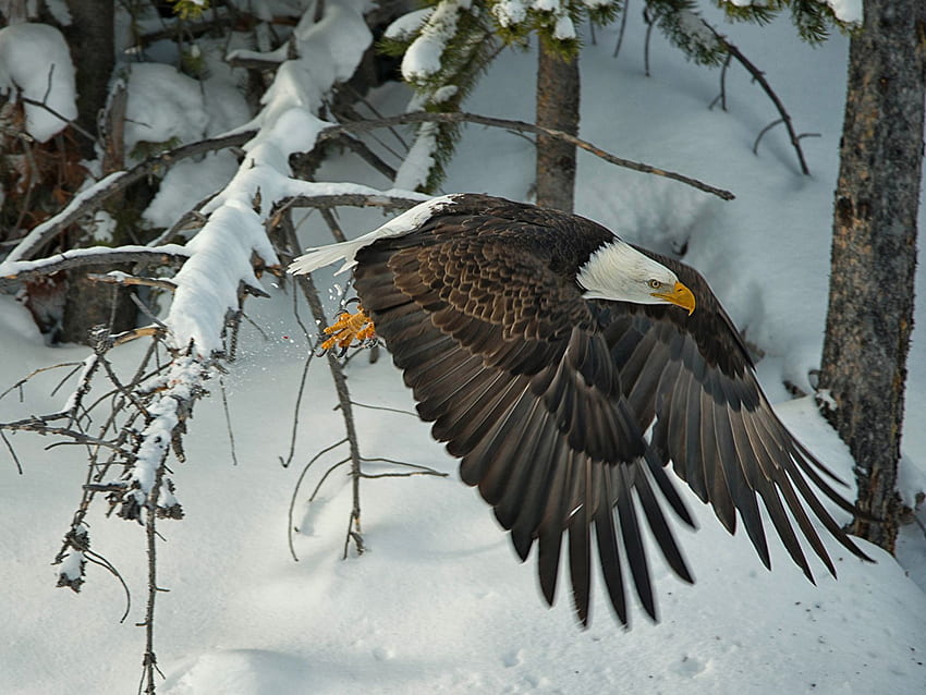 Bald Eagle Hawk bird Wings Winter Snow Flight HD wallpaper