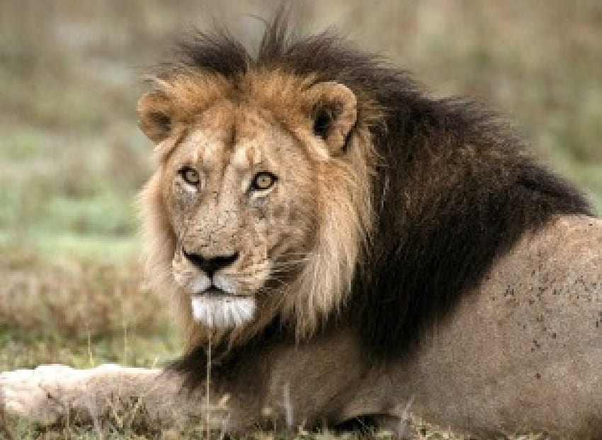 アフリカ ライオン タンザニア、野生の猫、アフリカ、ライオン、野生生物 高画質の壁紙
