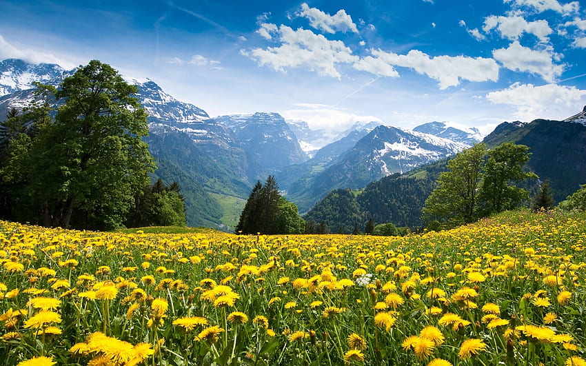 Alps Meadow, landscape, meadow, field, trees, nature, flowers, mountains, alps, forest HD wallpaper