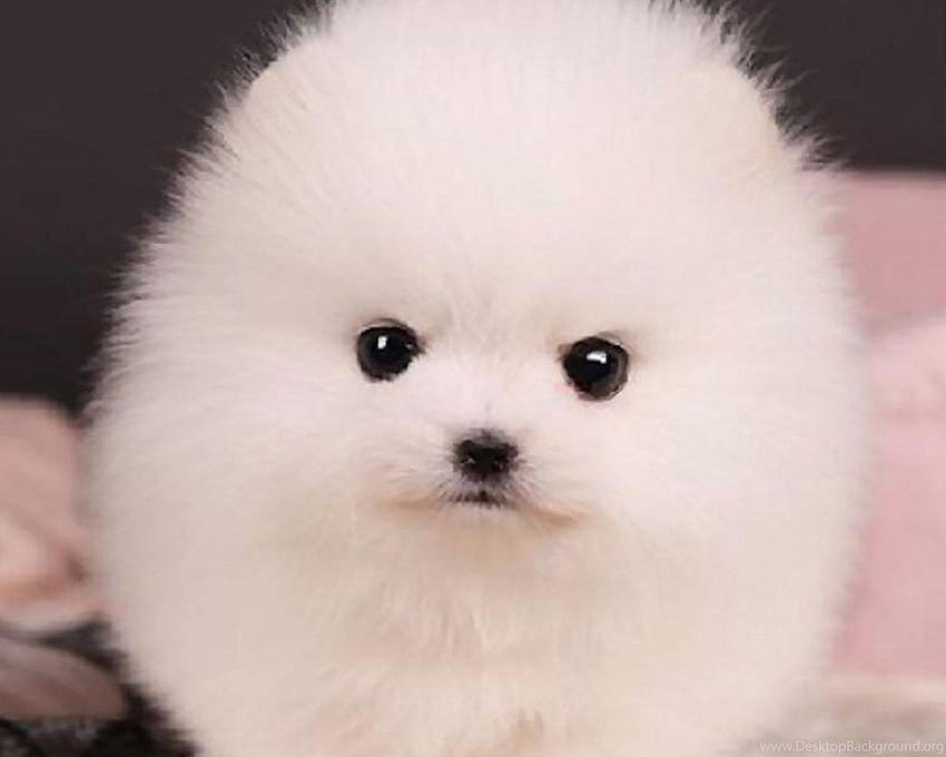 Teacup Pomeranian Puppy Trixie - Pomeranian - -, White Pomeranian HD-Hintergrundbild
