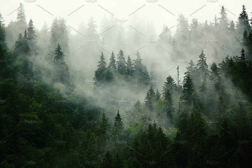 霧の山の風景。 霧の森、霧の森、山の風景 高画質の壁紙
