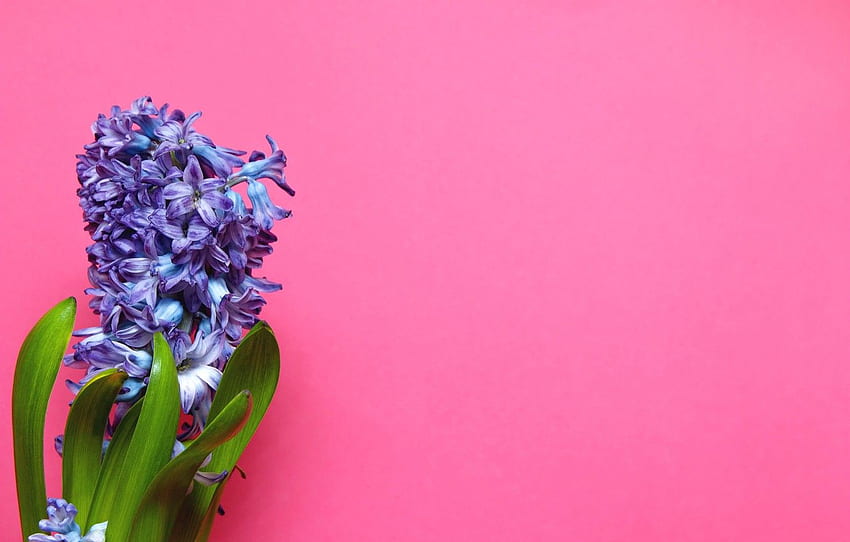 flower, purple, pink background, hyacinth for , section цветы HD wallpaper