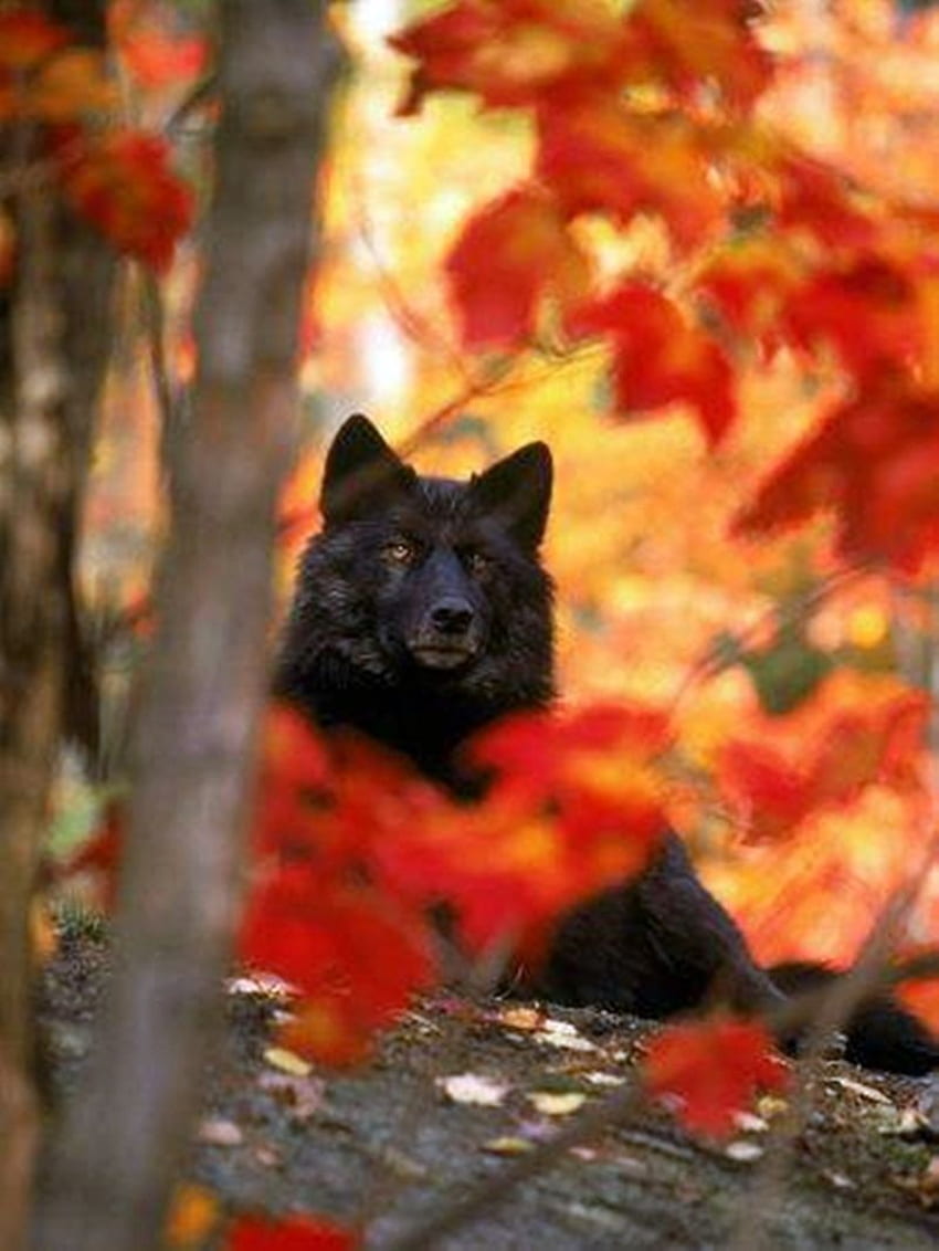 Бял вълк: спиращи дъха вълци в гората в разгара на есента HD тапет за телефон