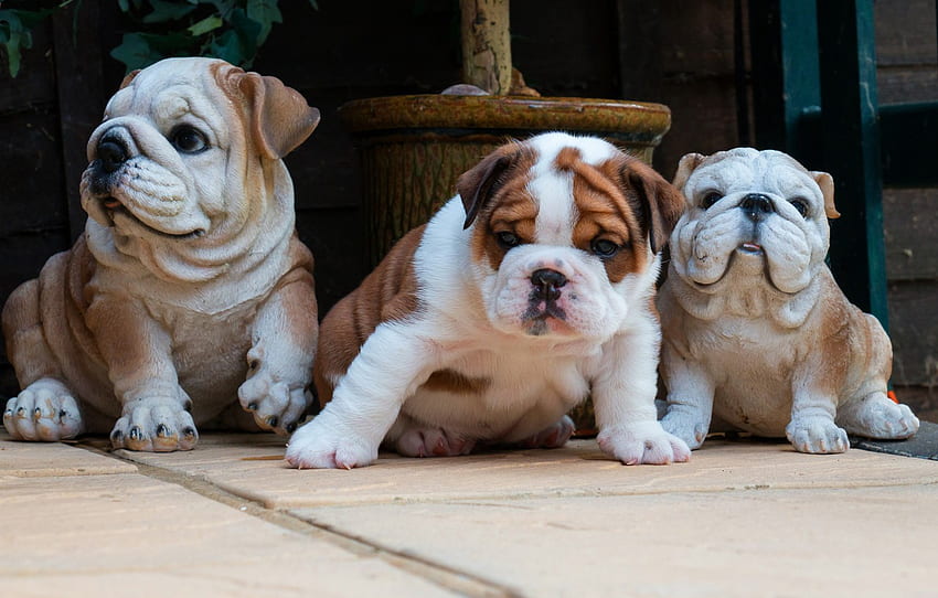 dogs, tile, dog, baby, puppies, yard, puppy, bulldog, face, sitting, trio, figures, ceramics, the bulldogs for , section собаки, English Baby Bulldog HD wallpaper