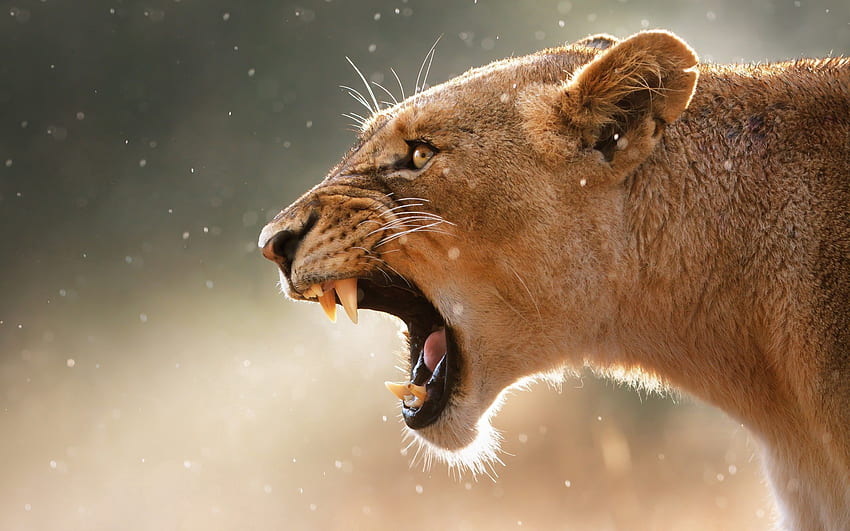Animals, Aggression, Grin, Muzzle, Lioness HD wallpaper