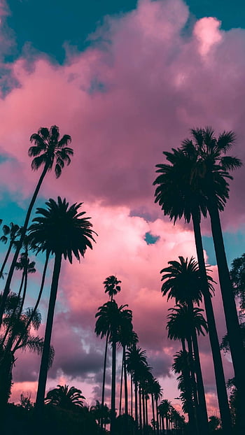 Free download Palm Tree Sunset Wallpaper 640x1136 for your Desktop  Mobile  Tablet  Explore 42 Palm Tree Sunset Wallpaper  Palm Tree  Backgrounds Palm Tree Wallpapers Palm Tree Beach Wallpaper