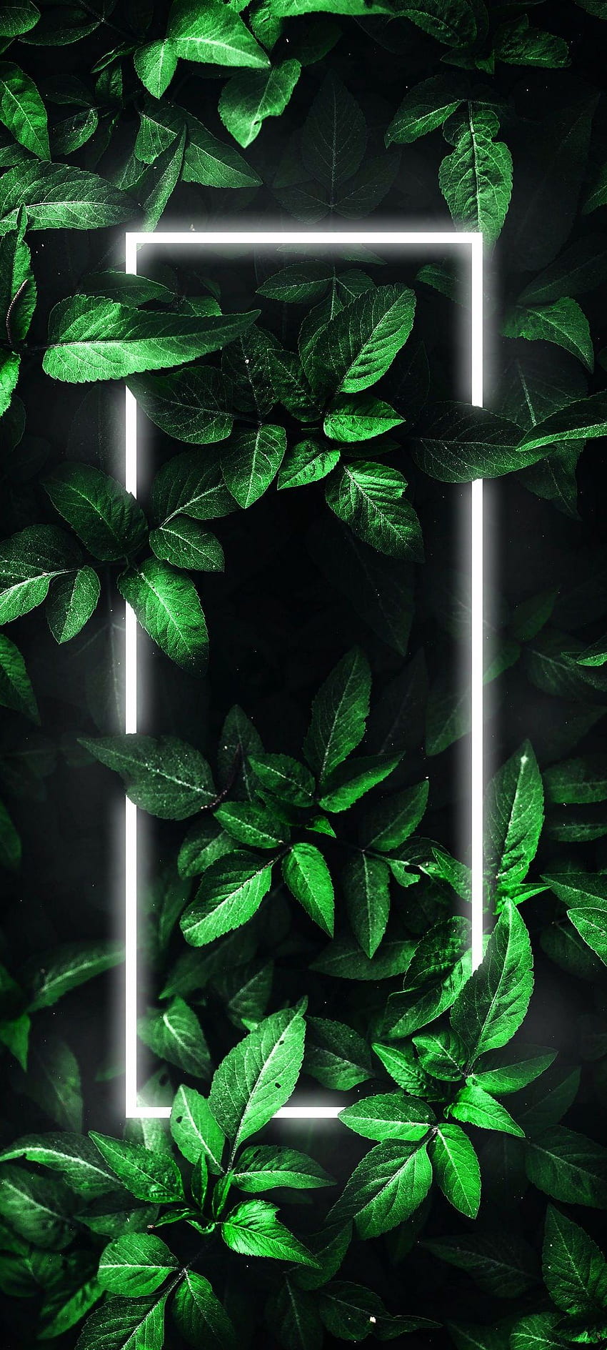 Obramowanie AMOLED Neon Czarny, Neonowe Rośliny Tapeta na telefon HD