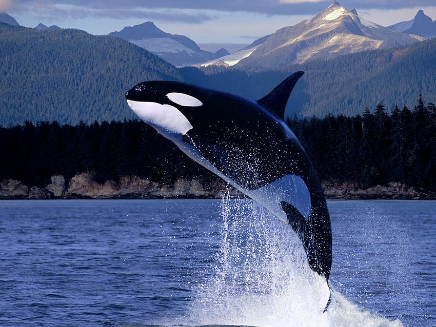 Zwierzęta, woda, ryby, wieloryby, orki Tapeta HD