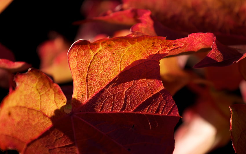 Jesienne liście, liście, upadek, czerwony, ostry, jesienny, kolorowy, pomarańczowy Tapeta HD