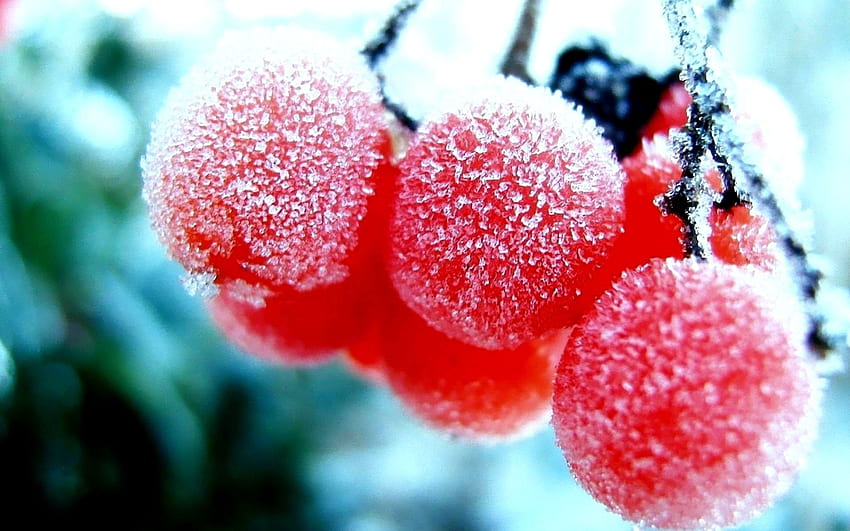 Nature winter first snow red berries fruits rowan frost HD wallpaper