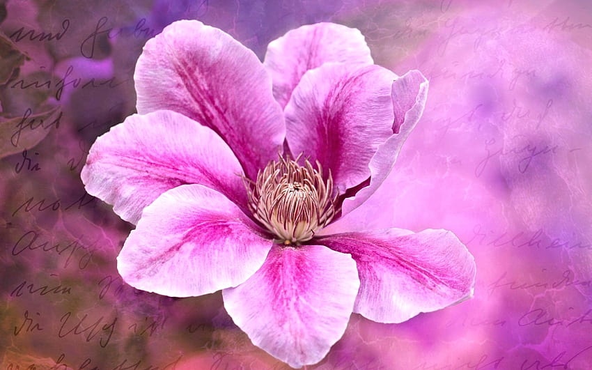 Clematis, pink, Flower, Art HD wallpaper