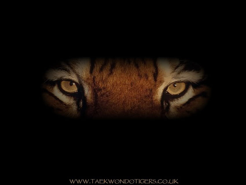 тигрови очи, близо, beautifuk, тигър, очи, нагоре HD тапет