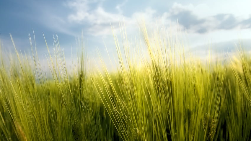 Grass, Tall Grass HD wallpaper | Pxfuel