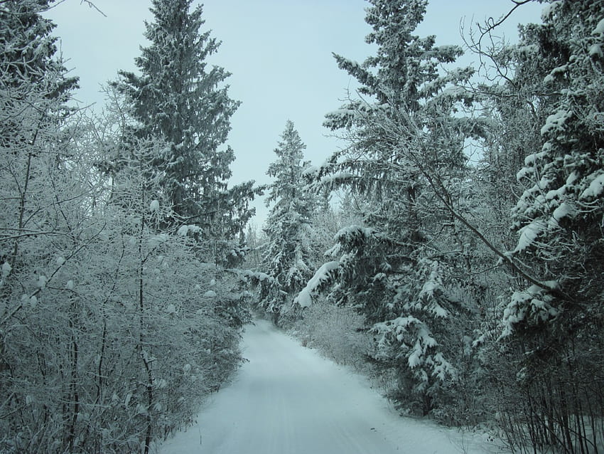 Alberta 07'de kış, kış, mavi, don, beyaz, grafik, kar, ağaçlar, gökyüzü HD duvar kağıdı