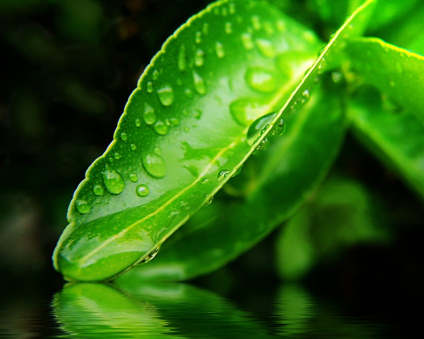 Water Drop, plant, moist, green, drops, leaf, grass, water, petal HD wallpaper