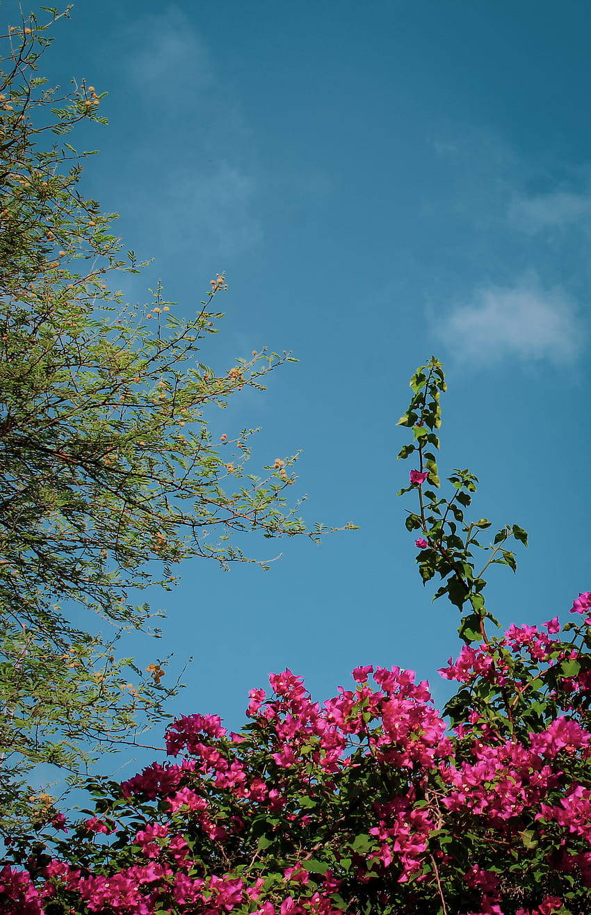 tree, aesthetic, cloud, sky, beautiful, blue sky, October, flowers, pink, green, blue, leaf HD phone wallpaper