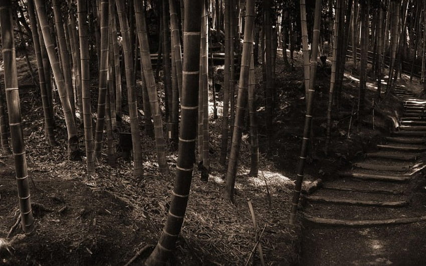 bambù, legno marrone, scale Sfondo HD