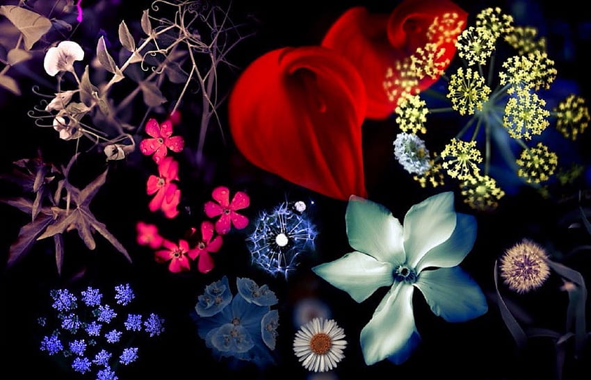 ✿⊱•╮Jahreszeiten & Farben╭•⊰✿, Liebe vier Jahreszeiten, Sommer, Grafik, Farben, Natur, Blumen, schönes Stillleben, Jahreszeiten HD-Hintergrundbild