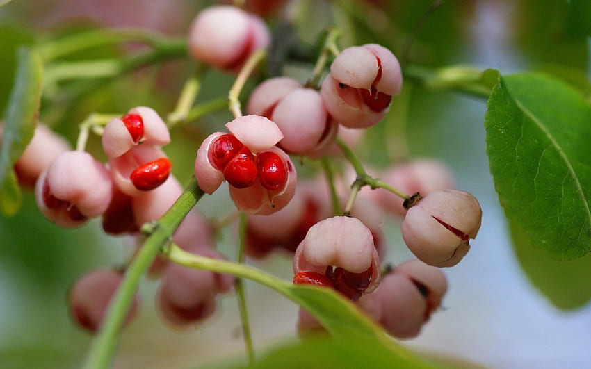 Leaves, Macro, Branch, Berry HD wallpaper | Pxfuel