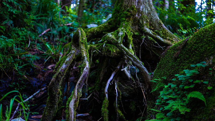 Stare drzewo, duże korzenie, mech, las Tapeta HD
