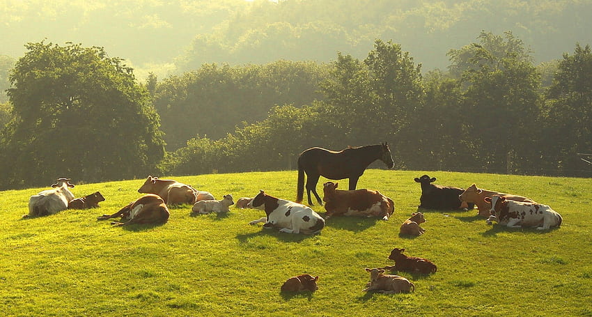 Tiere, Bäume, Gras, Kühe, sich hinlegen, liegen, Abend, Herde, Pferd HD-Hintergrundbild