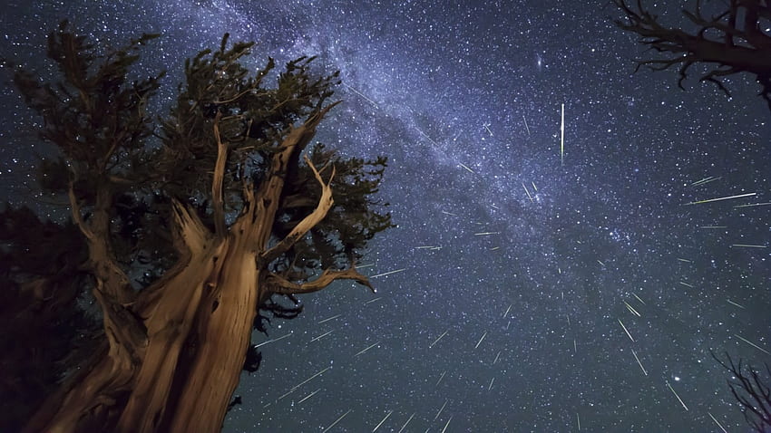 meteor shower over trees, night, trees, stars, meteors HD wallpaper