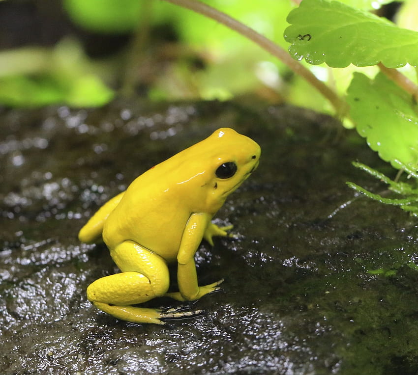 Golden Poison Frog HD wallpaper