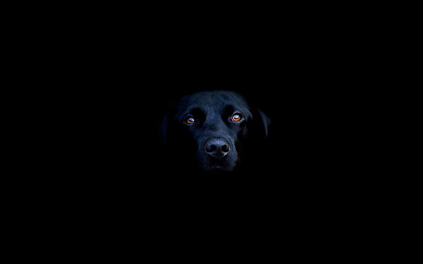 Labrador nero. Sfondo HD